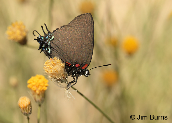 Great Purple Hairstreak, Arizona