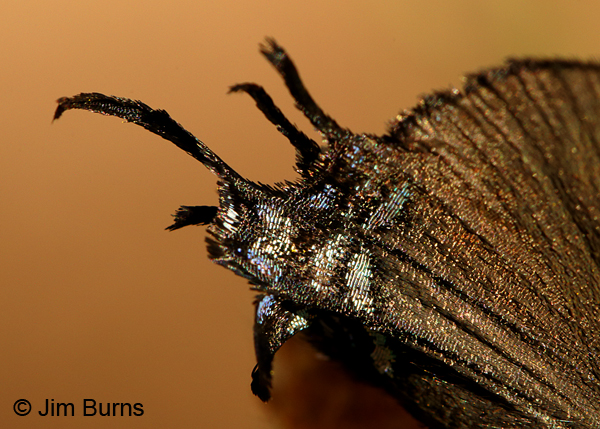 Great Purple Hairstreak hairstreaks close up, Arizona