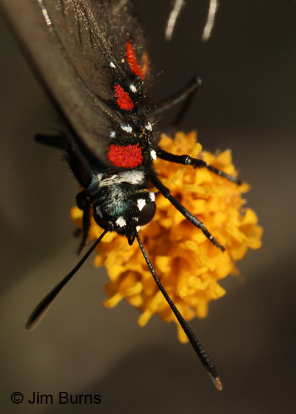 Great Purple Hairstreak head and thorax shot, Arizona