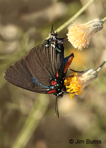 Great Purple Hairstreak male, Arizona