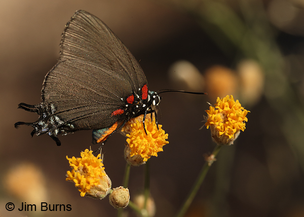 Great Purple Hairstreak on Sweet Bush, Arizona