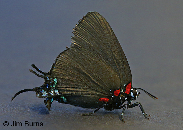 Great Purple Hairstreak on black, Arizona