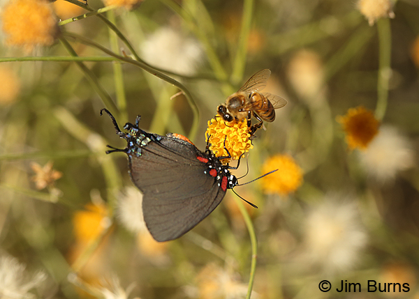 Great Purple Hairstreak with bee, Arizona