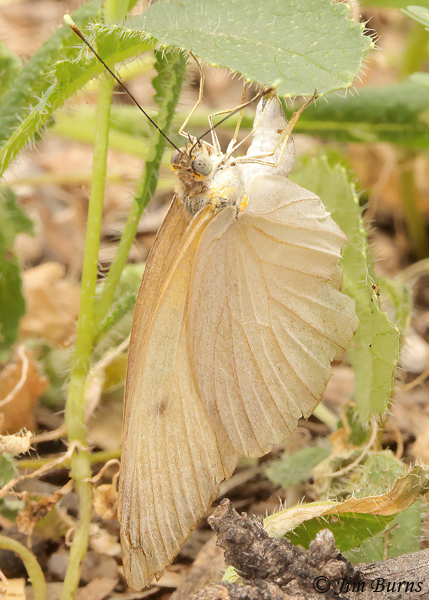 Great Southern White female, Arizona--2465