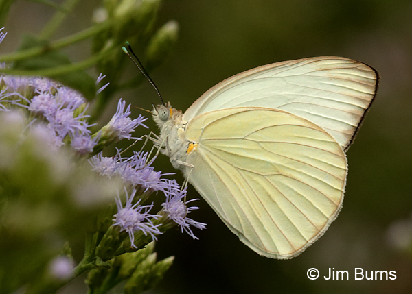 Great Southern White male, Texas