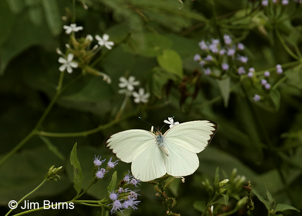 Great Southern White male dorsal view, Texas
