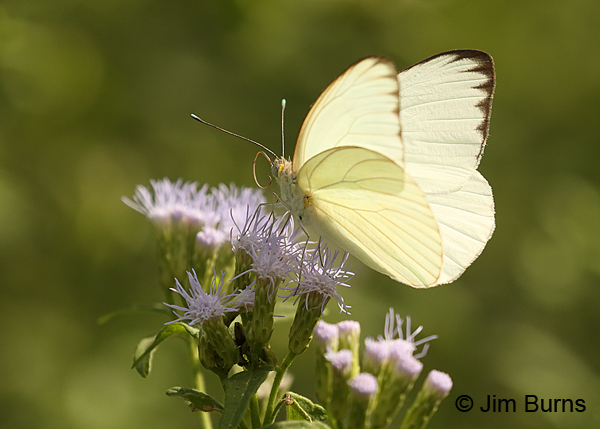 Great Southern White male on Crucita, Texas