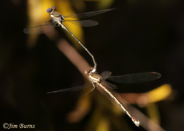 Great Spreadwing pair flying in tandem, Santa Cruz Co., AZ, October 2022--6698