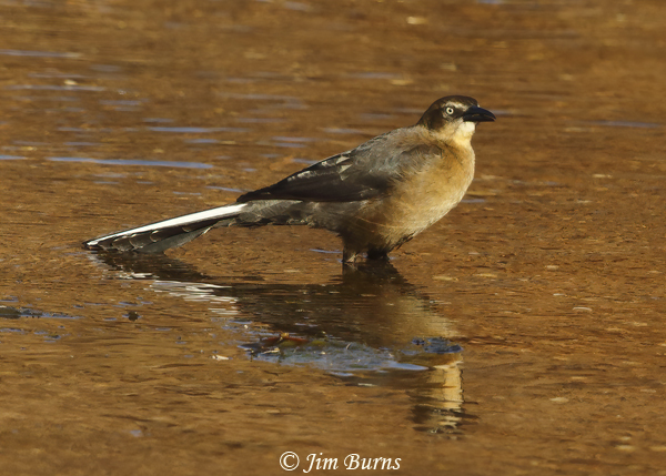 Great-tailed Grackle female with white tail feathers--2218