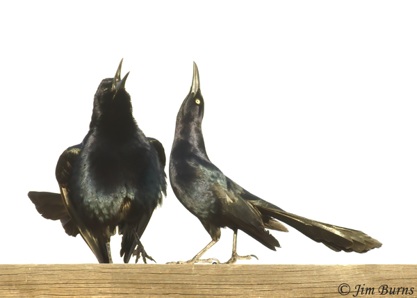 Great-tailed Grackle male display #2--2963