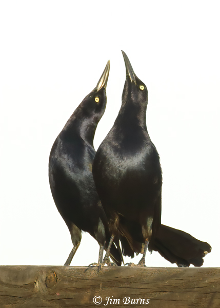 Great-tailed Grackle male display--2968