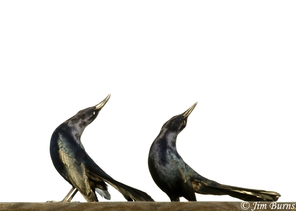 Great-tailed Grackle male display #3--2997