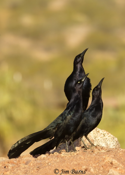Great-tailed Grackle male group display from hilltop #6--3049