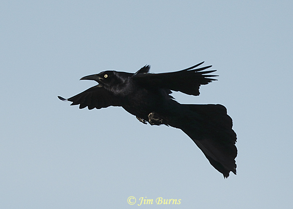 Great-tailed Grackle male in display flight--4361