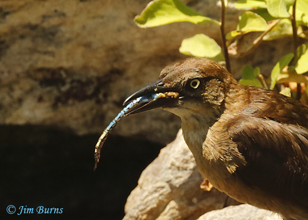 Great-tailed Grackle female with Common Green Darner--5799