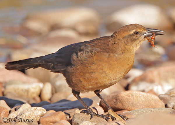 Great-tailed Grackle immature male with Arizona Paper Wasp--7891