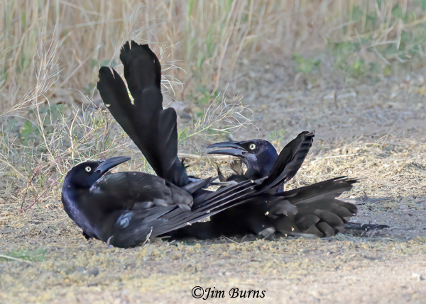 Great-tailed Grackle male spring combat--2320