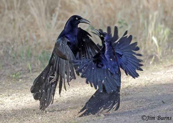 Great-tailed Grackle males spring combat #6--2380