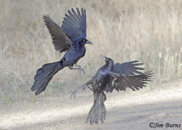 Great-tailed Grackle males spring combat #2--2382
