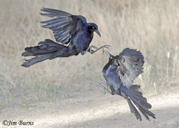 Great-tailed Grackle males spring combat #4--2384
