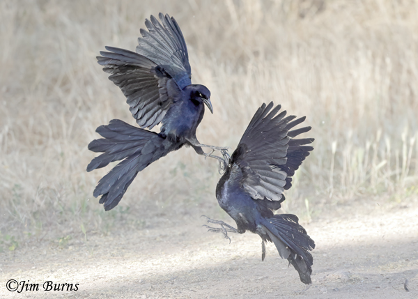 Great-tailed Grackle males spring combat #5--2385