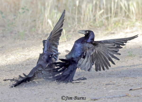 Great-tailed Grackle males spring combat #7--2390