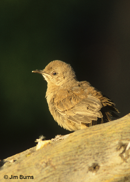 Great-tailed Grackle fledgling