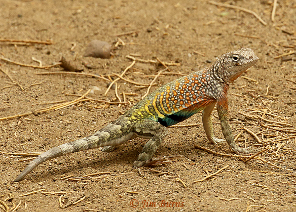 Greater Earless Lizard male--1863