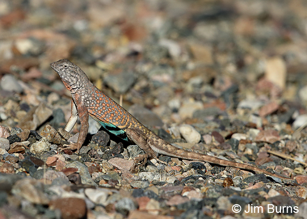 Greater Earless Lizard male