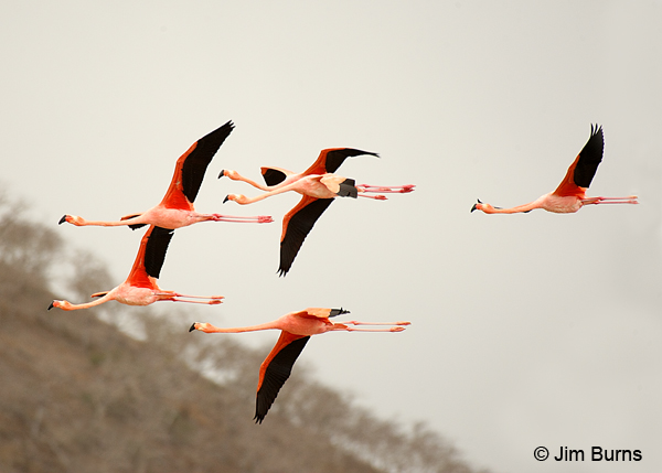 Greater Flamingos in flight