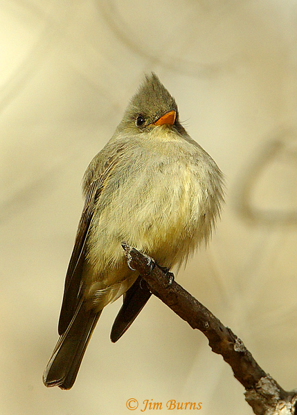 Greater Pewee lower mandible--6382