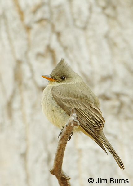 Greater Pewee