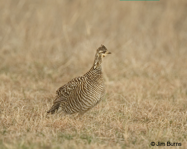 Greater Prairie-Chicken female