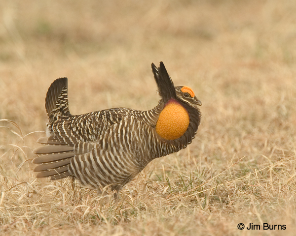 Greater Prairie-Chicken male