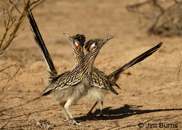 Greater Roadrunner pair
