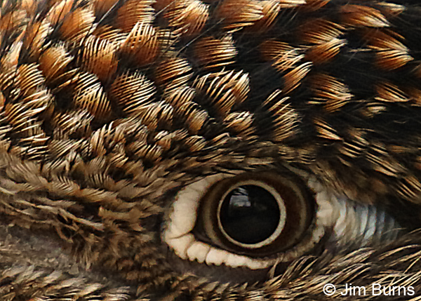 Greater Roadrunner--Snake Eye