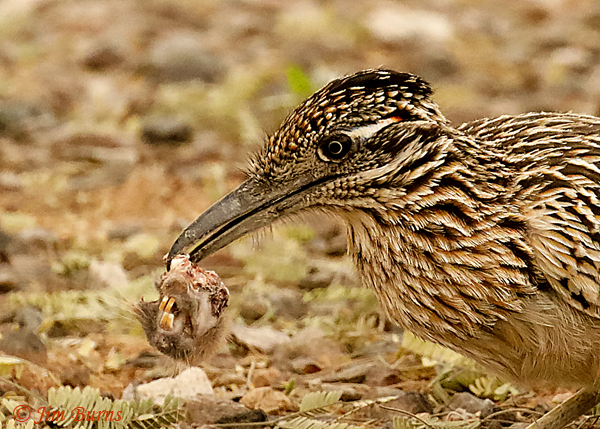 Greater Roadrunner with Botta's Pocket Gopher--0051