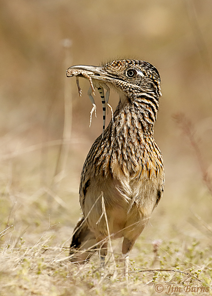 Greater Roadrunner with Zebra-tailed Lizard #2--0327