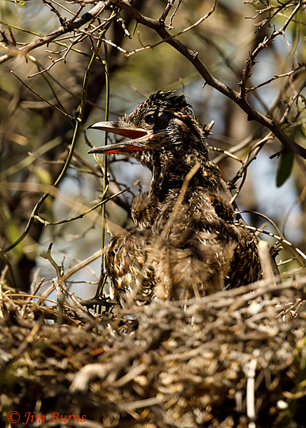 Greater Roadrunner nestling--0351