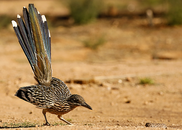 Greater Roadrunner harassing rattlesnake--0380