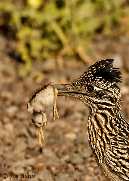 Greater Roadrunner with Killdeer fledgling--1673