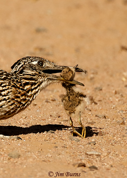 Greater Roadrunner with Killdeer fledgling #2--1717