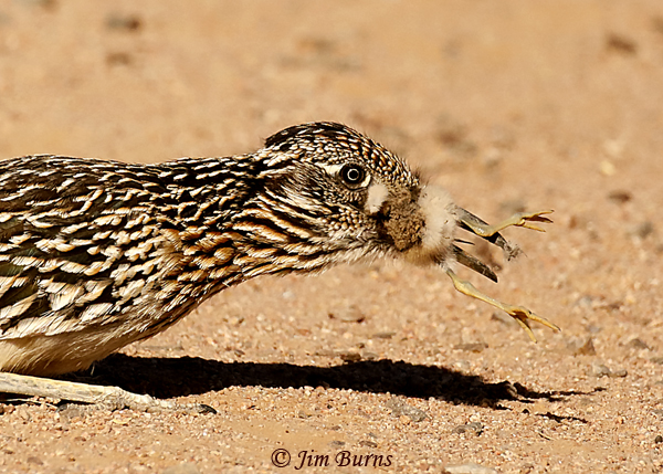 Greater Roadrunner devouring Killdeer fledgling--1731