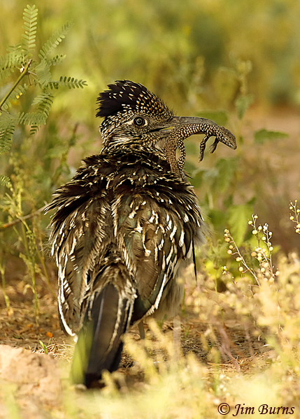 Greater Roadrunner with Desert Iguana--1869