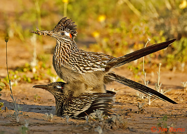 Greater Roadrunner copulation with gift of grasshoppers--1895