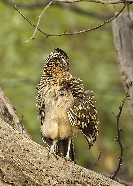 Greater Roadrunner preening on log--2260