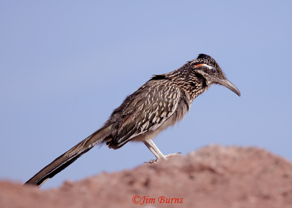Greater Roadrunner calling, showing distended throat--3294