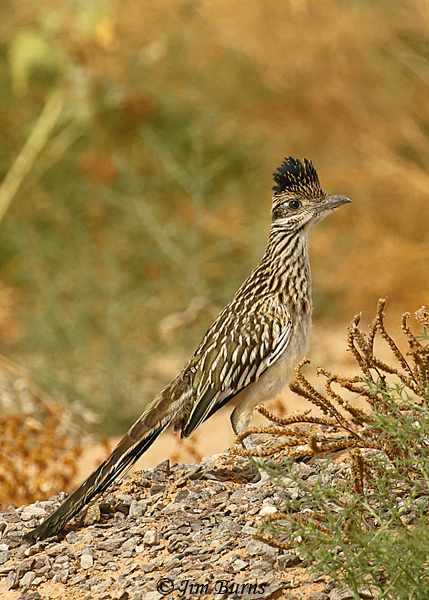 Greater Roadrunner juvenile--3454