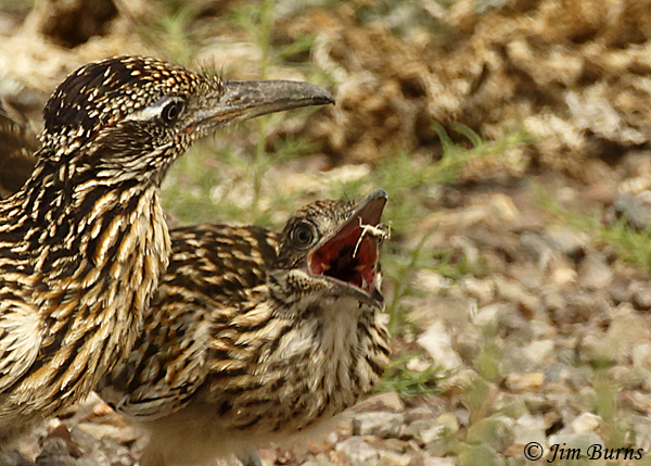 Greater Roadrunner juvenile receiving small lizard from parent--3462