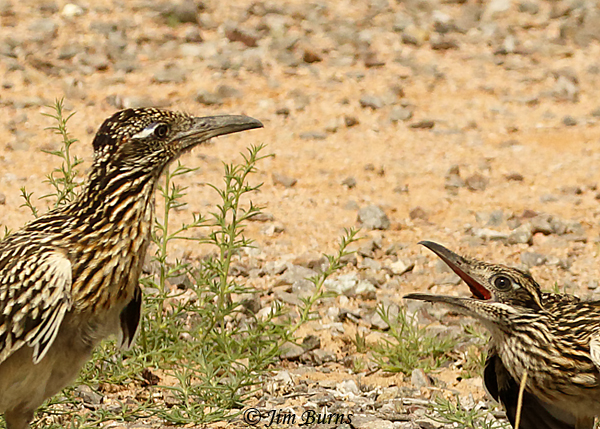 Greater Roadrunner juvenile begging--3466